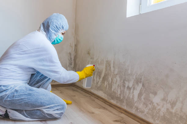 Licensed Mold Remediation service in Trenton, NJ - 24 Hour Mold Removal