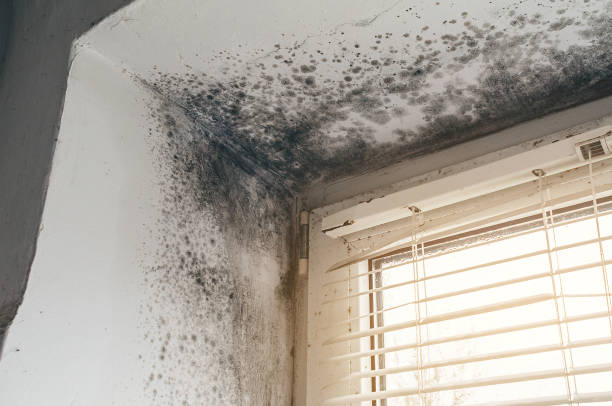 Affordable Mold Remediation solutions in Trenton, NJ
